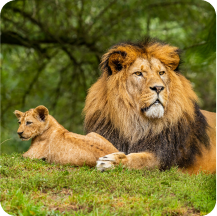 Wildlife Tours